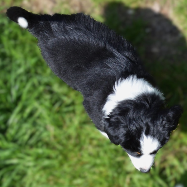 Berger Américain Miniature  - Chiots LOF parents LOF Confirmés testés ADN + NAD et radio