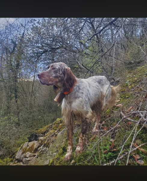 Chiot Setter Anglais