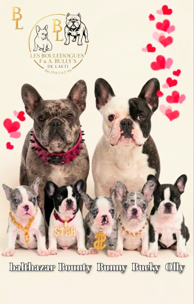 Bouledogue français - Bouledogue français - Le