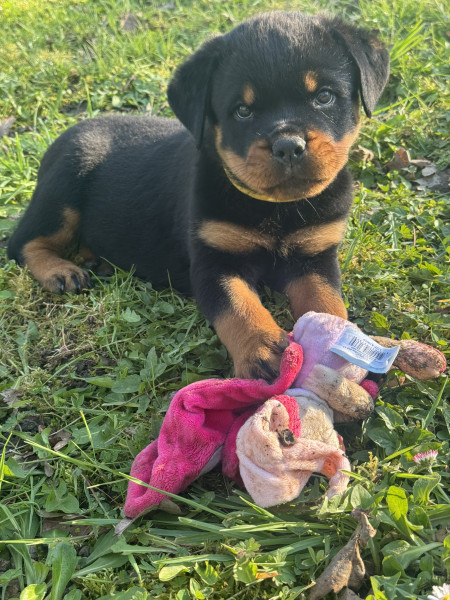 Rottweiler - A réserver magnifique chiot rottweiler lof queue coupée - Du clos de la force tendre