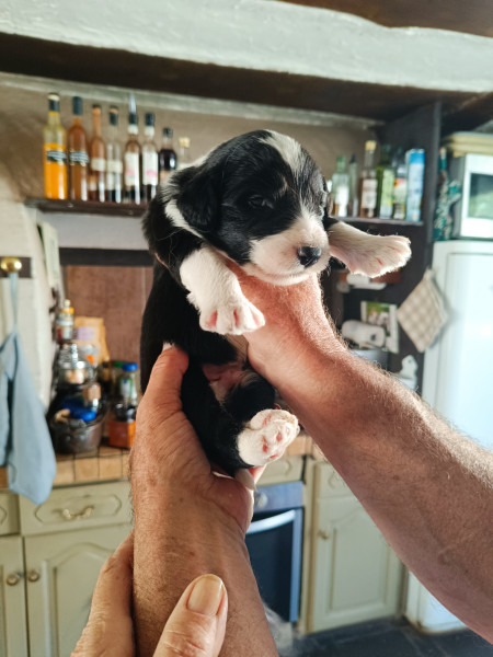 Bearded Collie - Chiots Bearded Collie