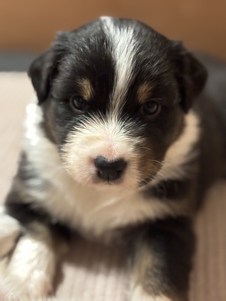 Berger Australien - Berger australien lof famille