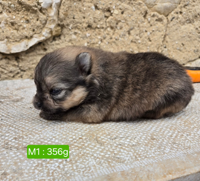 Spitz allemand - vend bébés spitz allemand nain - domaine du mont tournier