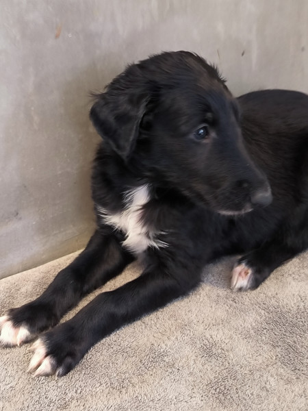 Barzoi - chiots Barzoïs - Les hordes dEuskaldia Wolfskaia