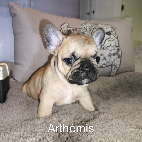 Bouledogue français - A réserver chiot bouledogue Francais LOF