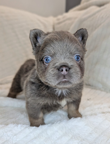 Bouledogue français - ? Magnifiques bouledogues français fluffy avec pedigree/tests santé/ELEVAGE ETHIQUE/BIEN-ETRE ANIMAL - Le domaine d'IRIS