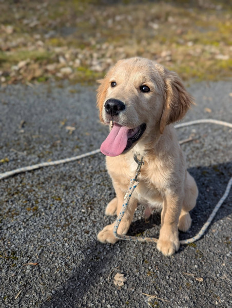 Golden Retriever - 🥰 Snoop est à la recherche de sa famille 🏡 - de l'auberge de la voûte