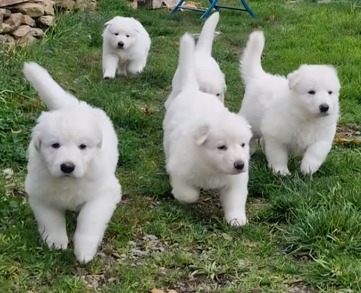 Berger Blanc Suisse - BERGERS BLANCS SUISSE