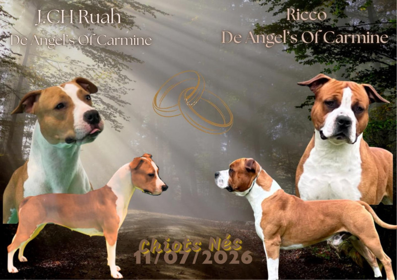 American Staffordshire Terrier - Superbes chiots amstaff, staff, american staff - Angel s Of carmine