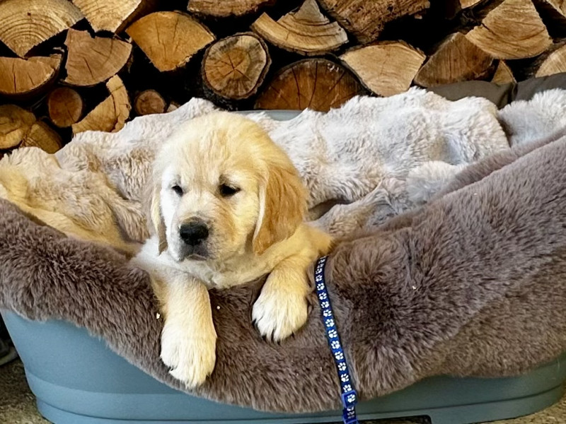 Golden Retriever - Adorables chiots Golden Retriever LOF à réserver - De la Bonté Blonde