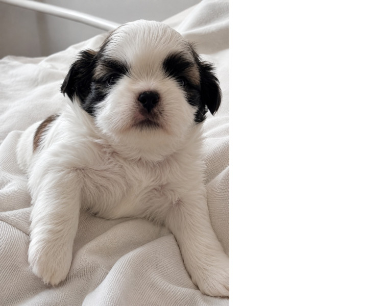Shih Tzu - chiot de race Shi Tzu pure race à réserver