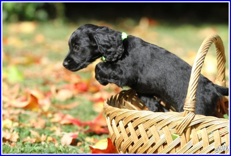 Cocker Spaniel Anglais - Chiots Working Cockers - de JAVELOT des GRANGES