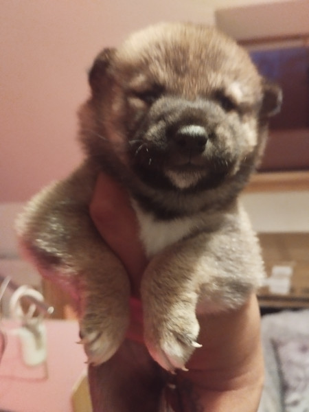 Shiba - Chiots shiba inu lof