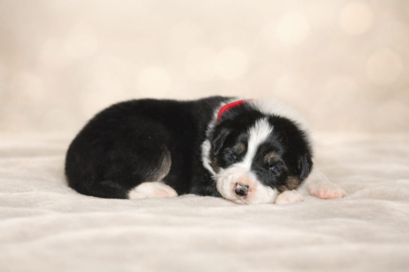 Chiot Border Collie
