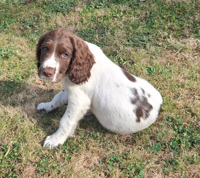 English Springer Spaniel - Chiots Springer