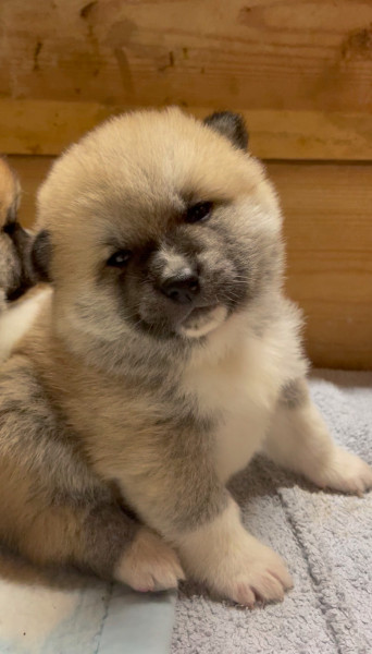 Akita - Chiots Akita Inu