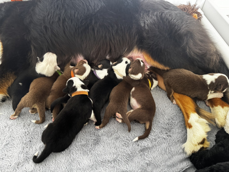 Berger Australien - Chiots Berger Australien