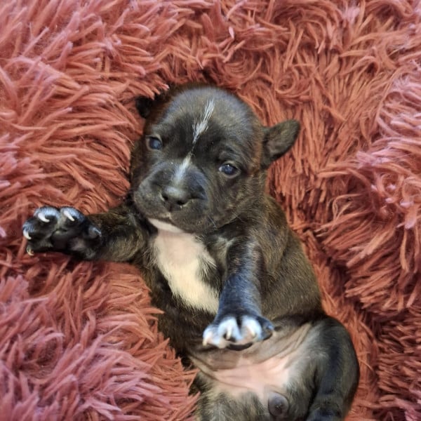 Staffordshire Bull Terrier - Chiots Staffordshire Bull Terrier