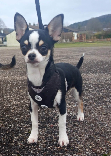 Chihuahua - Chiots chihuahua poils courts et poils longs