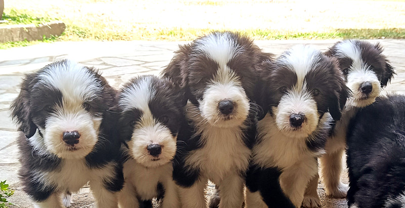 Bearded Collie - Chiots Bearded Collie