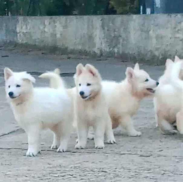 Berger Blanc Suisse - Chiots Berger Blanc Suisse