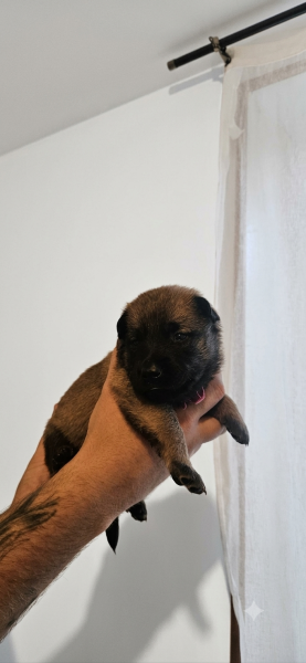 Berger Belge - Chiots Bergers Belges Malinois