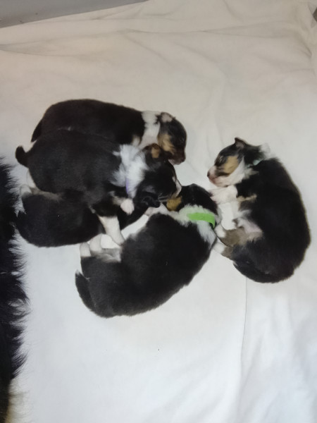 Chiot Shetland Sheepdog