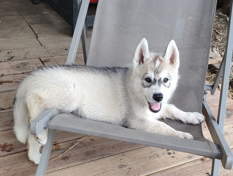 Siberian Husky - Husky lof