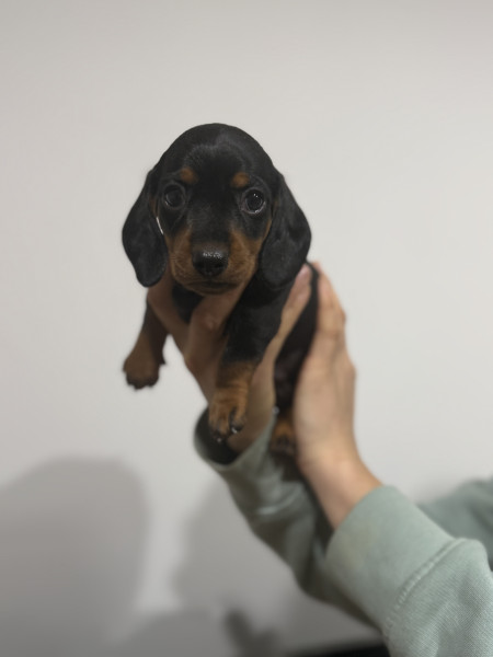 Teckel poil ras - Chiot teckel nain poil ras