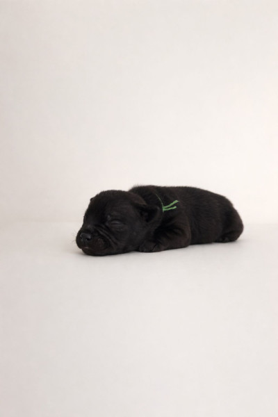 Staffordshire Bull Terrier - CHIOTS STAFFIE NOIR