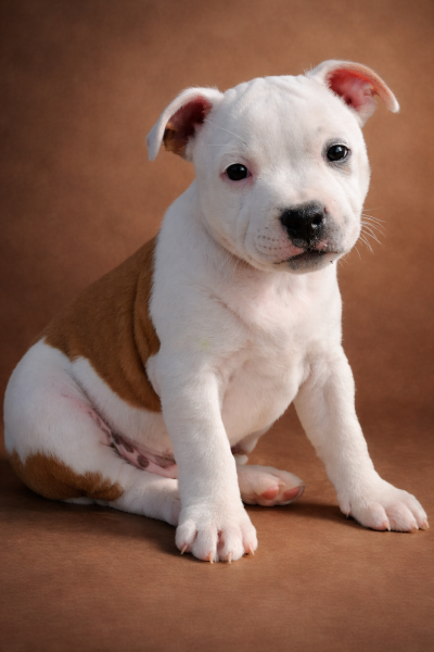 Staffordshire Bull Terrier - CHIOTS STAFFORDSHIRE BULL TERRIER