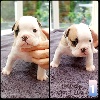 Bulldog Anglais - BULLDOG ANGLAIS LOF A RESERVER