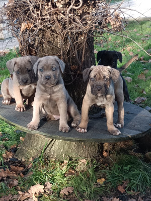 Cane Corso - Magnifique chiot type cane corso