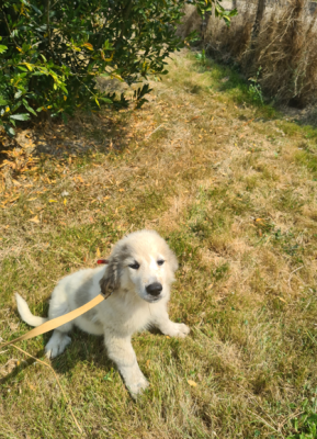 Chien de Montagne des Pyrenees - vente chiots montagne des Pyrénées LOF - des emerveilles des bruyères