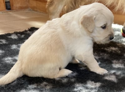 Golden Retriever - MAGNIFIQUES CHIOTS GOLDEN RETRIEVER A RESERVER DES MAINTENANT - DES PASSAGERS DU PERCHE