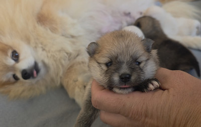 Spitz allemand - Spitz nain pomeranien , loulou de pomeranie - Des lous de la soulsoure