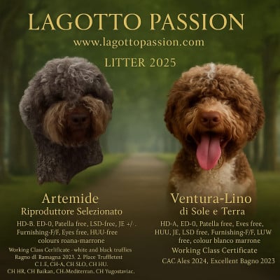 Lagotto Romagnolo - Lagotto Romagnolo chiots - Lagotto Passion