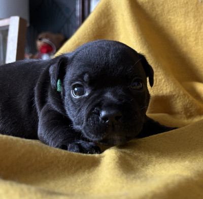 Staffordshire Bull Terrier - Chiots Staffordshire Bull Terrier Noir