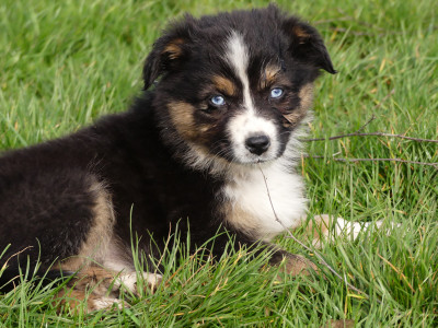 Berger Australien - chiots bergers australiens - Des rêves du berger