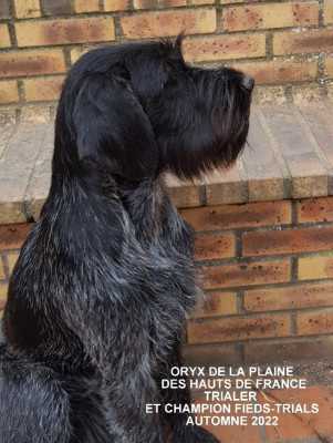 Chien d'arrêt allemand à poil dur - 1 CHIOT MÂLE MARRON  DRAHTHAAR BELLES ORIGINES CHASSE TRAVAIL FIELDS - la plaine des hauts de France