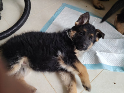 Berger Allemand - Chiots berger allemand