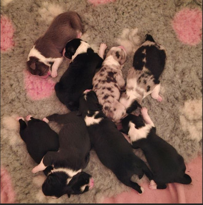 Berger Australien - De superbes chiots Bergers Australiens nés à la Wooferie – éleveur passionné dans le Morbihan - lelevagedepenkergoff