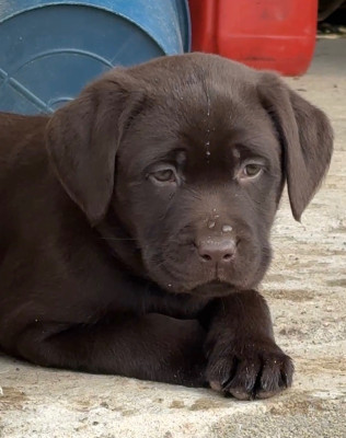 Labrador Retriever - Chiots Labradors Chocolat