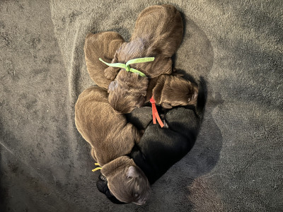 Labrador Retriever - Chiots labrador LOF chocolat et noir - Elevage Des Viéras