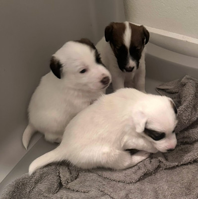 Fox Terrier Poil lisse - Fox terrier poil lisse 3 Mâles