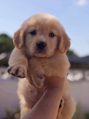 Golden Retriever - Chiot golden retriever LOF