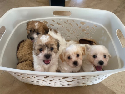 Coton de Tulear - Chiots LOF Coton de Tulear
