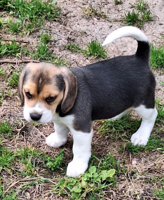 Beagle - Chiots beagle lof - DES TROIS NUANCES