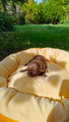 Chihuahua - Chiots Chihuahuas LOFS