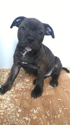 Staffordshire Bull Terrier - 5 chiot staffie - Au royaume de Nana